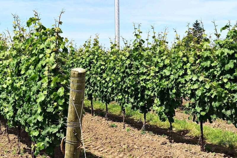 Niagara-on-the-Lake: Wine & Charcuterie Tour with Tastings - Tastings and pacing: how to enjoy 9–12 wines without feeling off