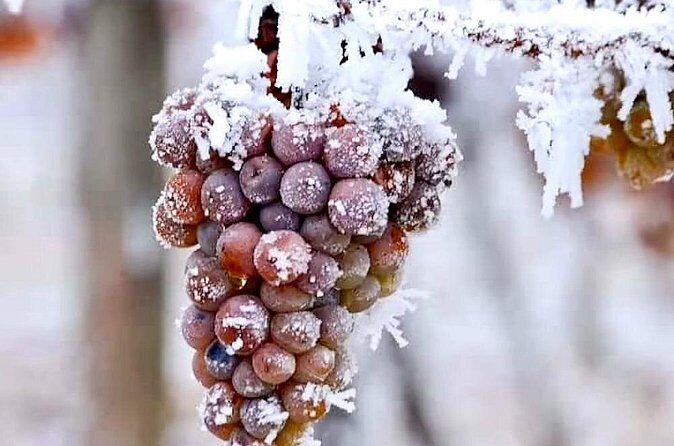 Niagara Taste Trio Winery Tours with Wine Tastings and Pairings - Pickup, timing, and the 3-hour pace that works