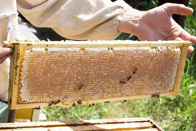 Okanagan Bee Tour and Lunch at Winery in Kelowna - Meadow Vista Honey Wines: a smart 2-hour Kelowna stop