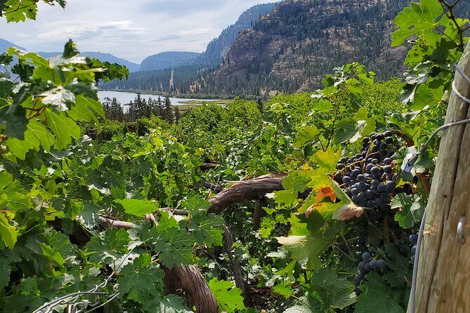 Okanagan Falls Private Wine Tour - Full Day - A Private Full-Day Route Through Okanagan Falls (Kelowna to Penticton)