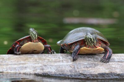 Ottawa: Ecological Reserve Kayak Tour with Turtle Sightings - How the 2–3 hour timing works on a real paddling day