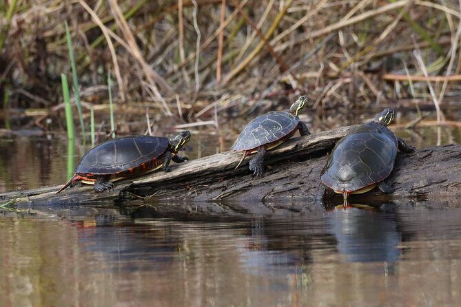 Ottawa: Ecological Reserve Kayak Tour with Turtle Sightings - Getting kitted up: what you’re provided and why it matters