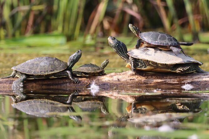 Ottawa: Ecological Reserve Kayak Tour with Turtle Sightings - The Petrie Island educational stop: flora, fauna, and why it’s worth it