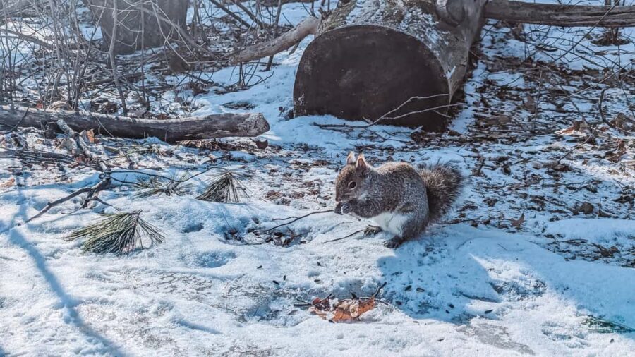 Ottawa: Guided Nature Walk & Wildlife Tour with Hotel Pickup - Feeding chickadees by hand: the fastest way to feel like you’re part of the ecosystem