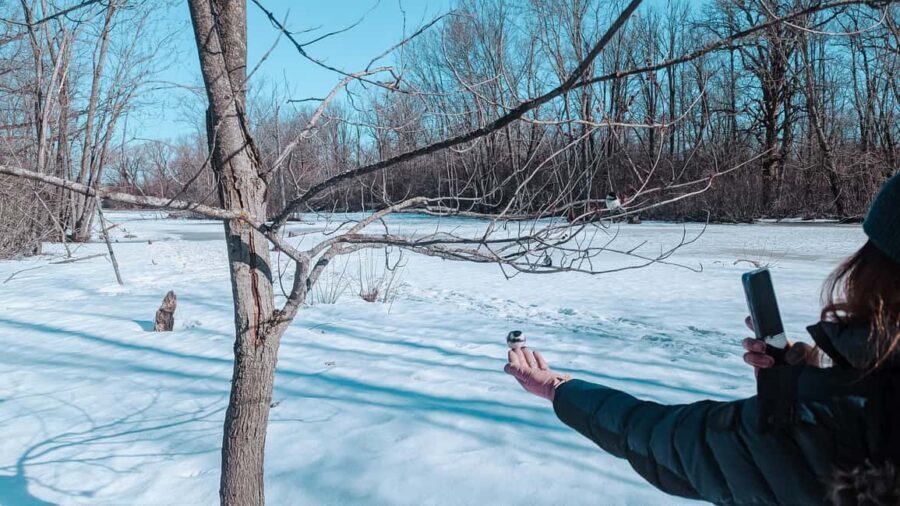 Ottawa: Guided Nature Walk & Wildlife Tour with Hotel Pickup - What wildlife you might see (and why luck still matters)