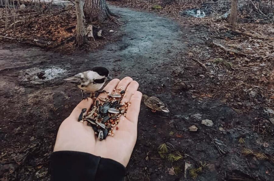 Ottawa: Guided Nature Walk & Wildlife Tour with Hotel Pickup - The 90-minute guided walk: gentle trails, animal time, and real patience