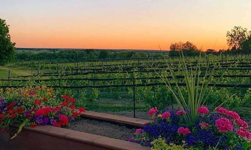 Ottawa: Local Wine and Cider Tour - Stop 2: KIN Vineyards for biodynamic learning and flatbread pairings