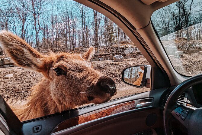 Ottawa Parc Omega Private Tour with Hotel Transfer - Quick Hits: What Makes This Parc Omega Tour Worth It