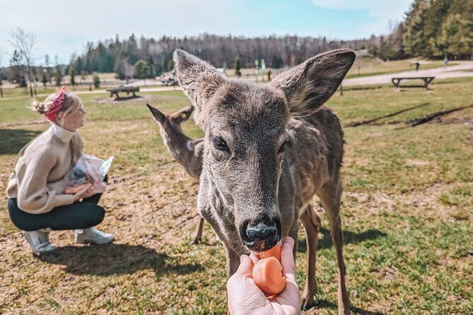 Ottawa Parc Omega Private Tour with Hotel Transfer - Viewing Wolves, Bears, and Bison: How to Set Expectations