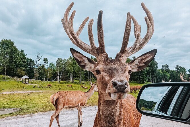 Ottawa Parc Omega Private Tour with Hotel Transfer - What’s Included (and Why It’s Smart)