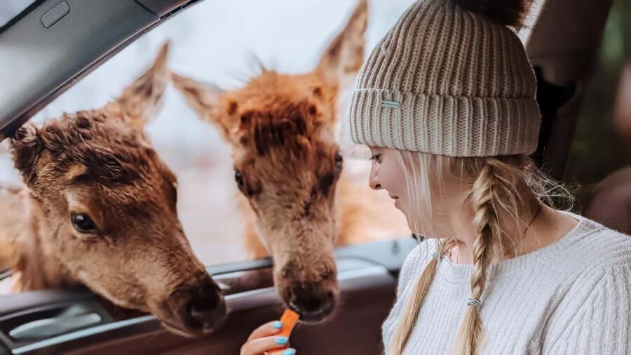 Ottawa: Private Parc Omega Wildlife Safari – Winter Magic - Key points before you go