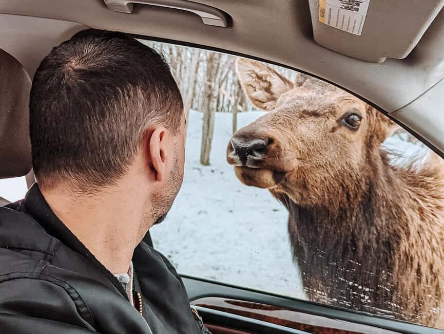 Ottawa: Private Parc Omega Wildlife Safari – Winter Magic - Price and value: is $183 per person worth it?