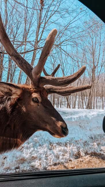 Ottawa: Private Parc Omega Wildlife Safari – Winter Magic - Parc Omega in winter: why this safari feels special
