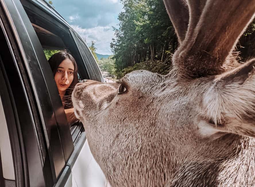 Ottawa: Private Parc Omega Wildlife Safari – Winter Magic - The carrot-feeding moment (yes, it’s as good as it sounds)