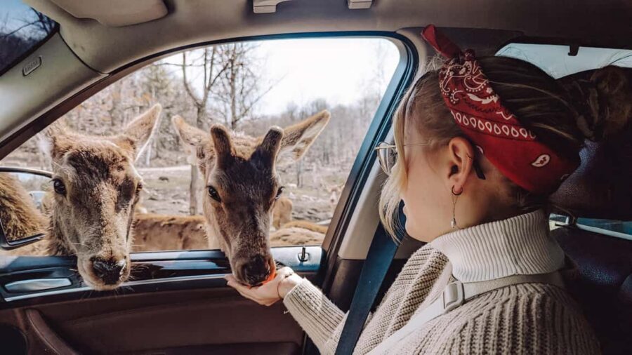 Ottawa: Private Parc Omega Wildlife Safari – Winter Magic - Two on-foot opportunities: better photos, real footing