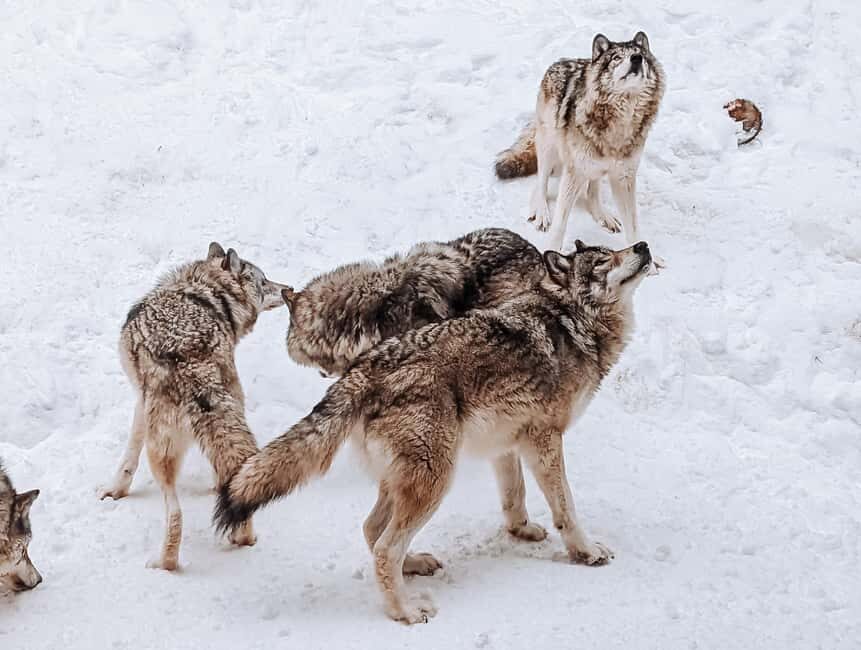 Ottawa: Private Parc Omega Wildlife Safari – Winter Magic - Wolves, bison, and wild boar: what to watch for in winter