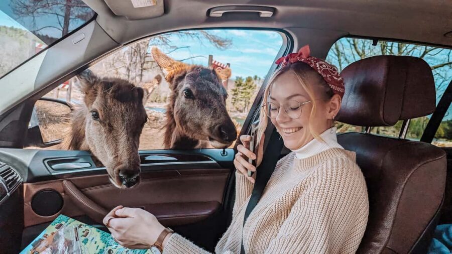Ottawa: Private Parc Omega Wildlife Safari – Winter Magic - Guide Vivi Wilds: the difference between driving and really seeing
