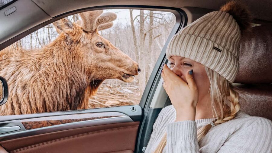 Ottawa: Private Parc Omega Wildlife Safari – Winter Magic - The Ottawa pickup and the ride into the park
