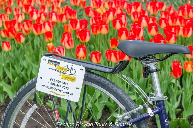 Ottawa Spring Tulip Festival Bike Tour - Who should book this Tulip Festival bike tour