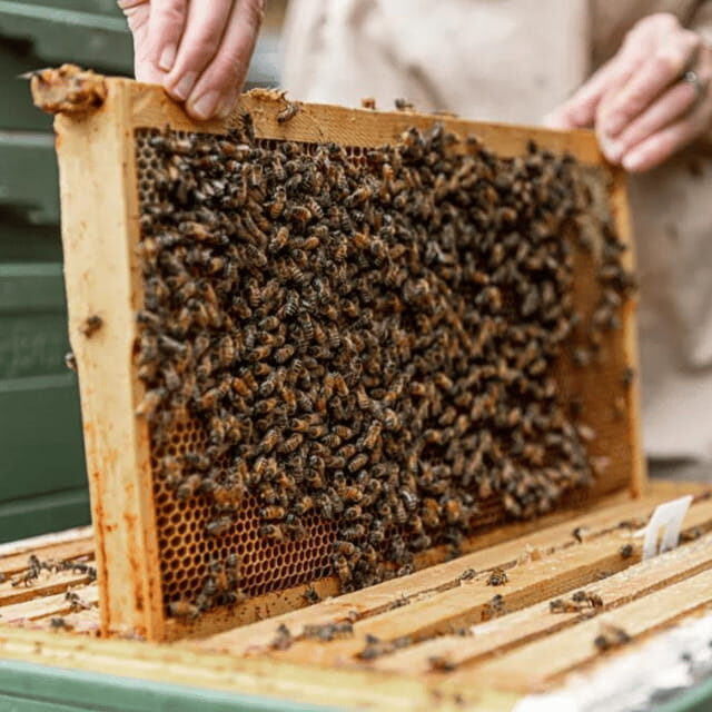 Paradise Valley: Bee Adventure Tour! - What to Bring (and What Not to Wear)