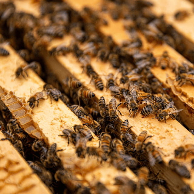 Paradise Valley: Bee Adventure Tour! - Getting There: Bee Wild Paradise Valley Meeting Point Tips