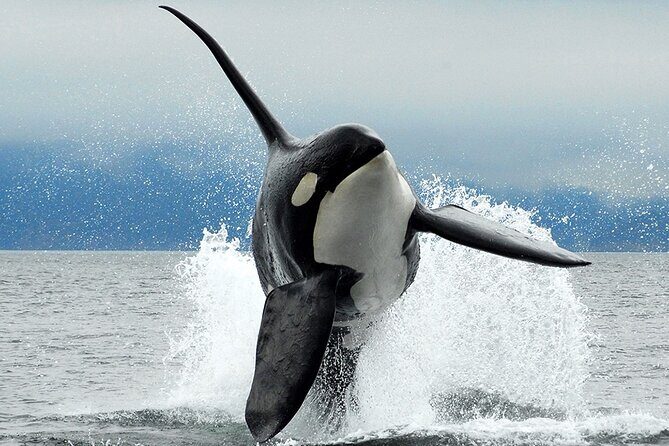 Parksville: Half-Day Whale and Wildlife Adventure - Key Highlights You’ll Care About
