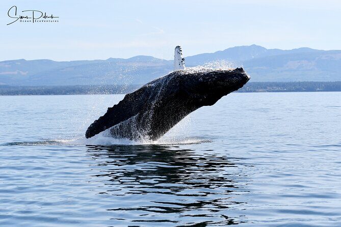Parksville: Half-Day Whale and Wildlife Adventure - Parksville, Salish Sea, and the Real Reason This Half-Day Works