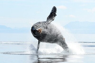 Parksville: Half-Day Whale and Wildlife Adventure - Getting There: The 1055 Lee Rd Start and How to Plan Your Timing