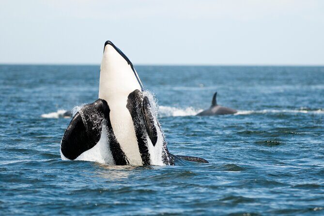 Parksville: Half-Day Whale and Wildlife Adventure - More Than Whales: Sea Lions, Seals, and Eagles You Can Actually Enjoy