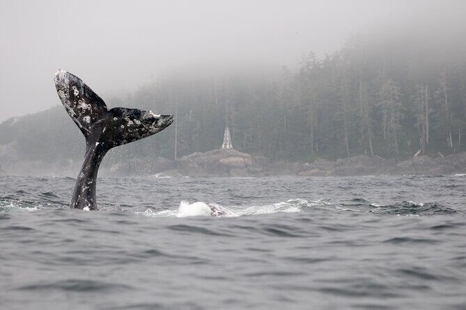 Parksville: Half-Day Whale and Wildlife Adventure - Gear, Comfort, and Safety: Flotation Suits and the Small-Boat Reality