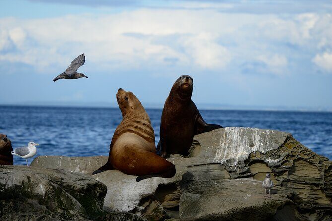 Parksville: Half-Day Whale and Wildlife Adventure - Learning On the Water: Research Talk and the Guide Factor