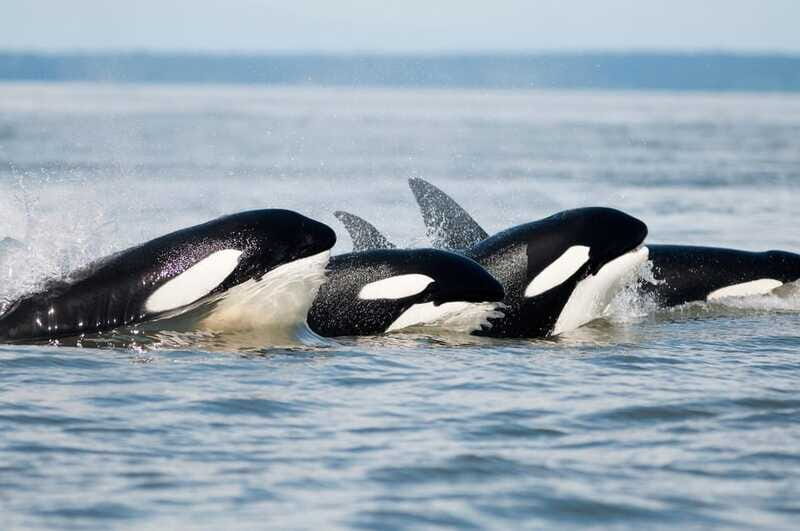 Parksville: Half-Day Whale and Wildlife Adventure - Who Should Book This Tour (and Who Might Want a Different Plan)