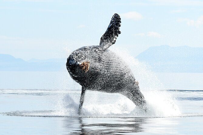 Parksville: Half-Day Whale and Wildlife Adventure - Getting There: The 1055 Lee Rd Start and How to Plan Your Timing