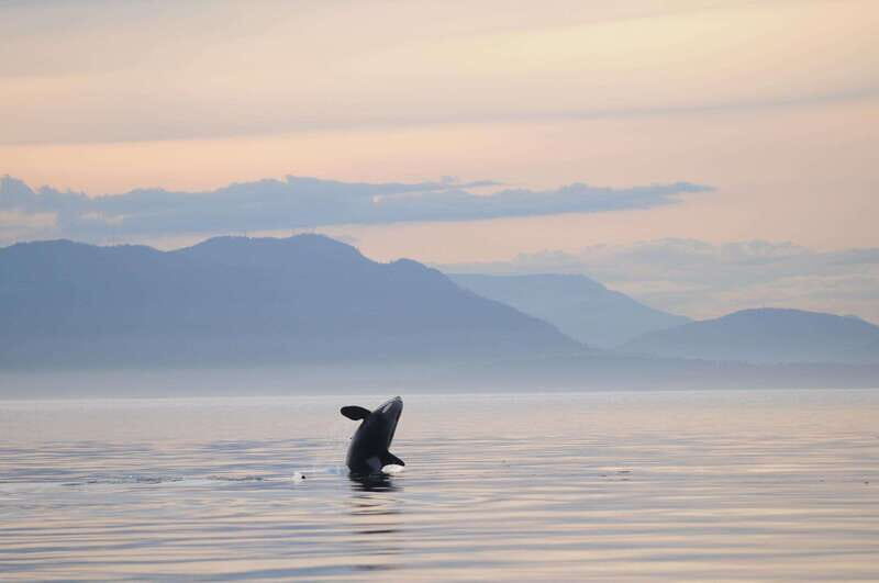 Parksville: Sunset Whale and Wildlife Adventure - Key Points Worth Knowing Before You Go