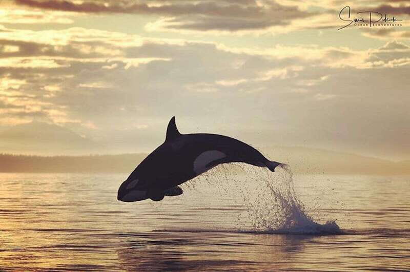 Parksville: Sunset Whale and Wildlife Adventure - Your Small-Boat Advantage: Max 12 Guests and Better Viewing