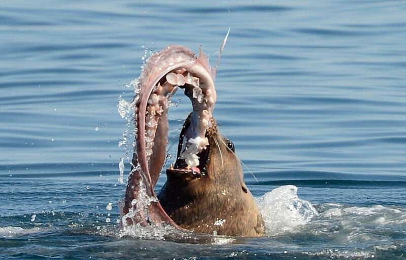 Parksville: Sunset Whale and Wildlife Adventure - What the Guides Do (Beyond Spotting Wildlife)
