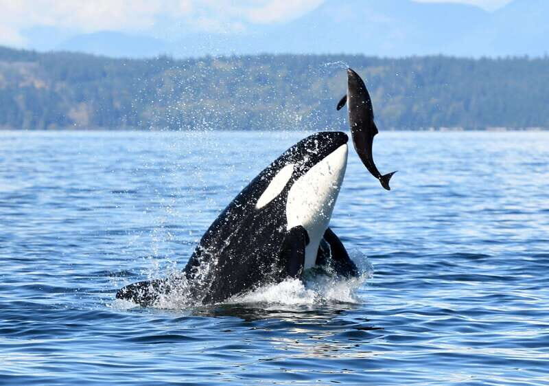 Parksville: Sunset Whale and Wildlife Adventure - The Big Question: Is It Worth $155?