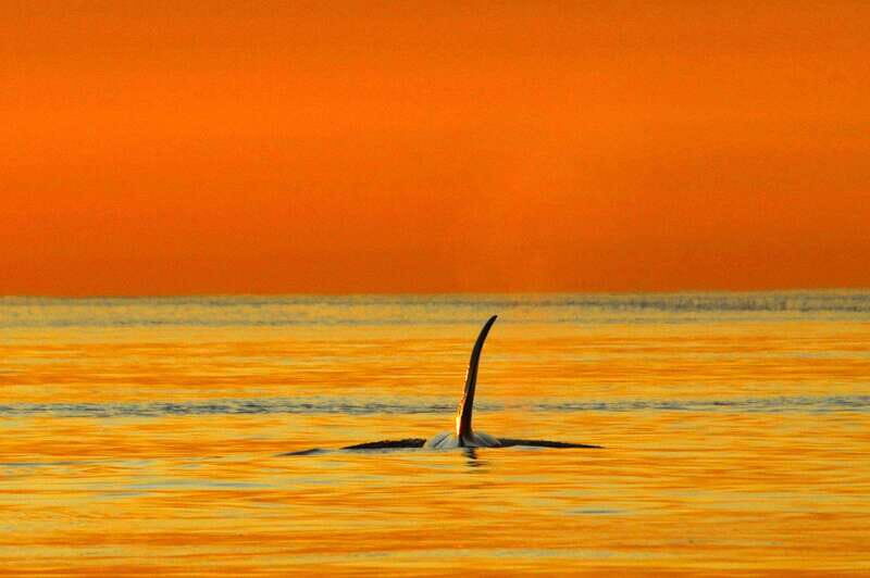 Parksville: Sunset Whale and Wildlife Adventure - Getting to the Boat: 1055 Lee Rd and a Clear Check-In