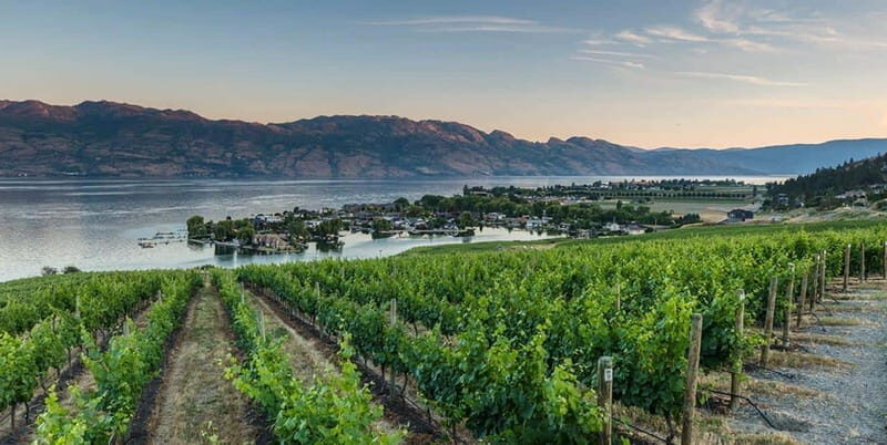 Penticton: Naramata Bench Full Day Guided Wine Tour - Lake Breeze Vineyards: where the views and the wines line up