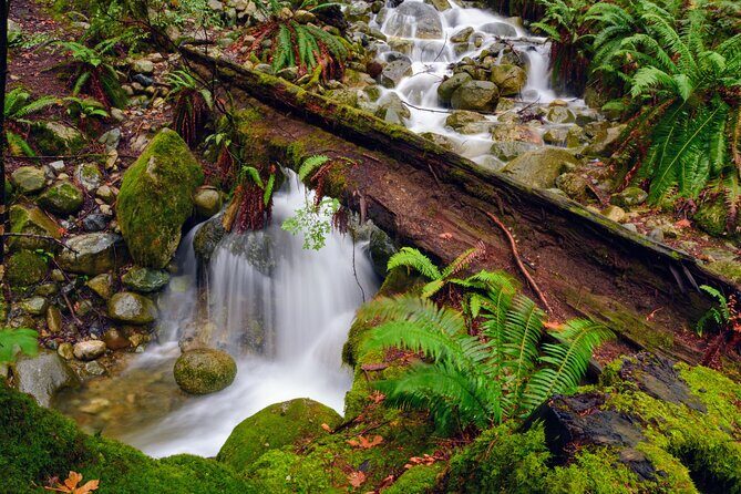 Photography & Intermediate Hiking - Stop 1: Deep Cove’s forest scenes and waterfalls