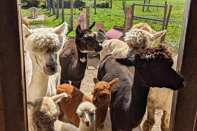 Pontiac Farm Tour - Day Trip From Ottawa & Gatineau - Stop 1: Ferme Pure Conscience yak farm (and why it’s more than a photo stop)