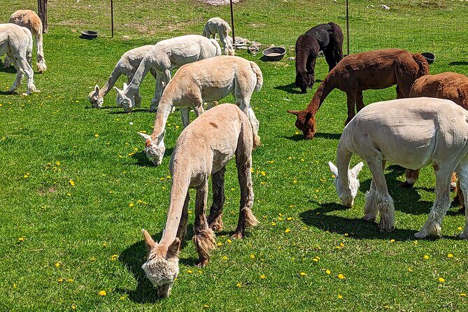 Pontiac Farm Tour - Day Trip From Ottawa & Gatineau - Stop 2: Ferme Ostribee ostrich farm in 45 minutes