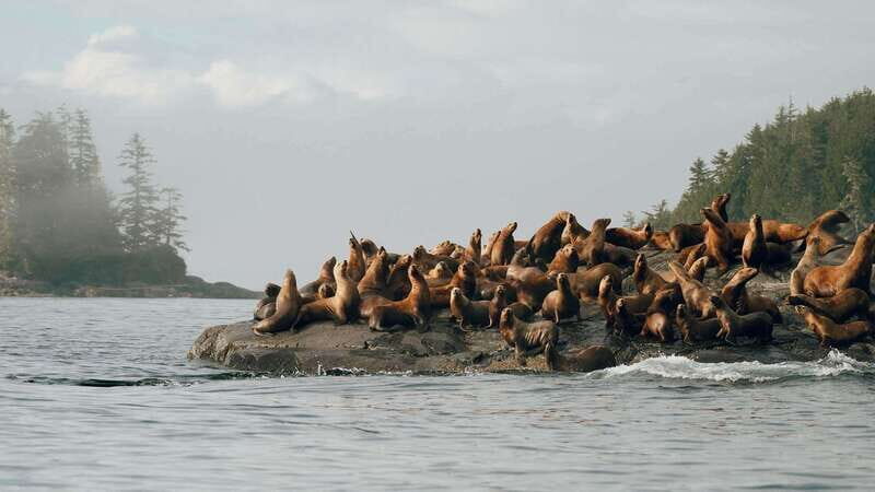 Port Hardy: Sea Otter and Whale Watching - Port Hardy Check-In: Suits Up in Time for Wildlife