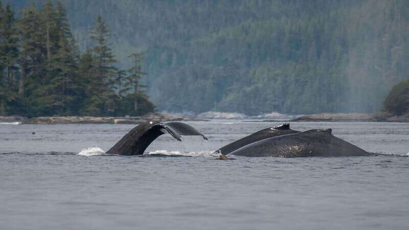 Port Hardy: Sea Otter and Whale Watching - Should You Book Port Hardy Sea Otter and Whale Watching?