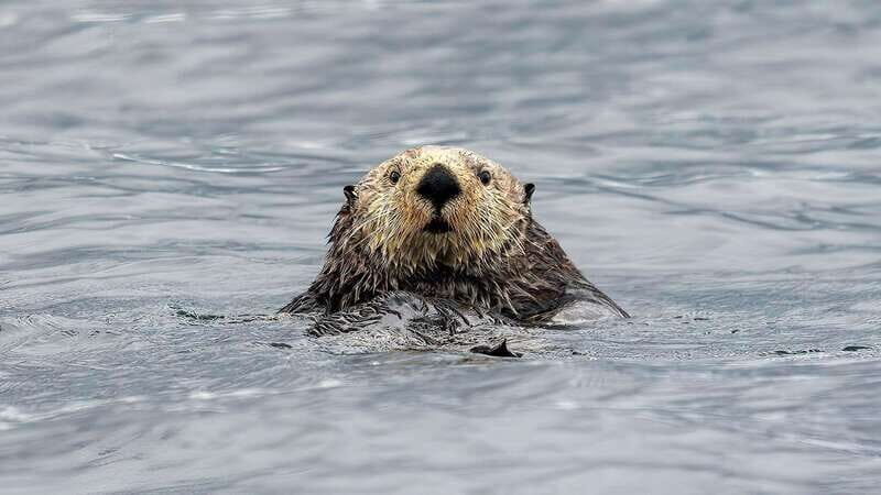 Port Hardy: Sea Otter and Whale Watching - Whale Listening 101: The Hydrophone Changes How You Notice Them