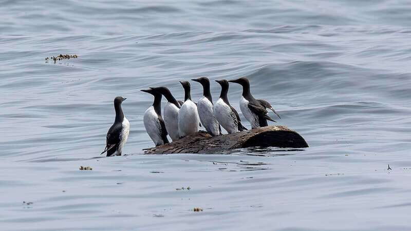 Port Hardy: Sea Otter and Whale Watching - Where Photos Work Best (and Why Tripods Are Off-Limits)