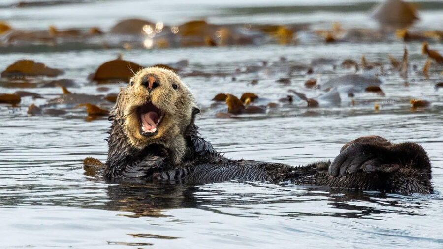 Port Hardy: Sea Otter and Whale Watching - Lunch at Sea: Hot Drinks While You Catch Your Breath