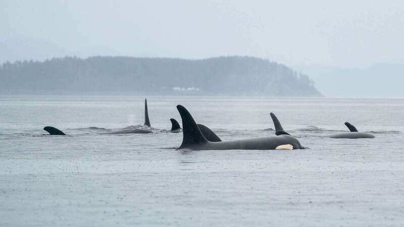 Port Hardy: Sea Otter and Whale Watching - Value Check: Is $276 Worth It for 5.5 Hours?