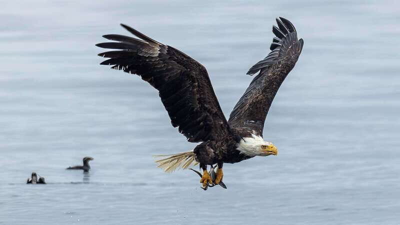 Port Hardy: Sea Otter and Whale Watching - Who Should Book This (and Who Should Probably Skip)
