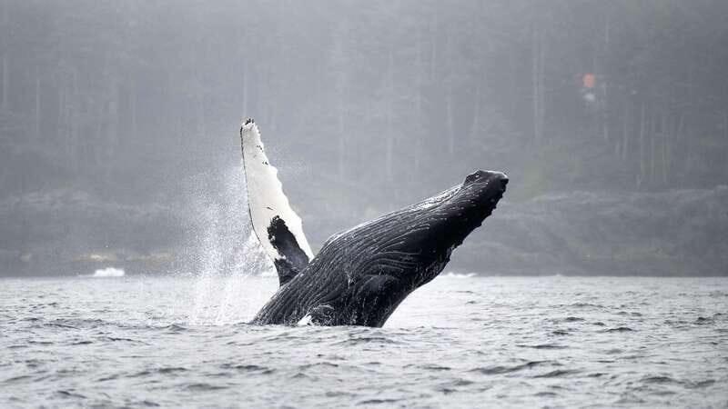 Port Hardy: Sea Otter and Whale Watching - How the Guides Search: Sea Otters, Whales, and the Motions of the Wild